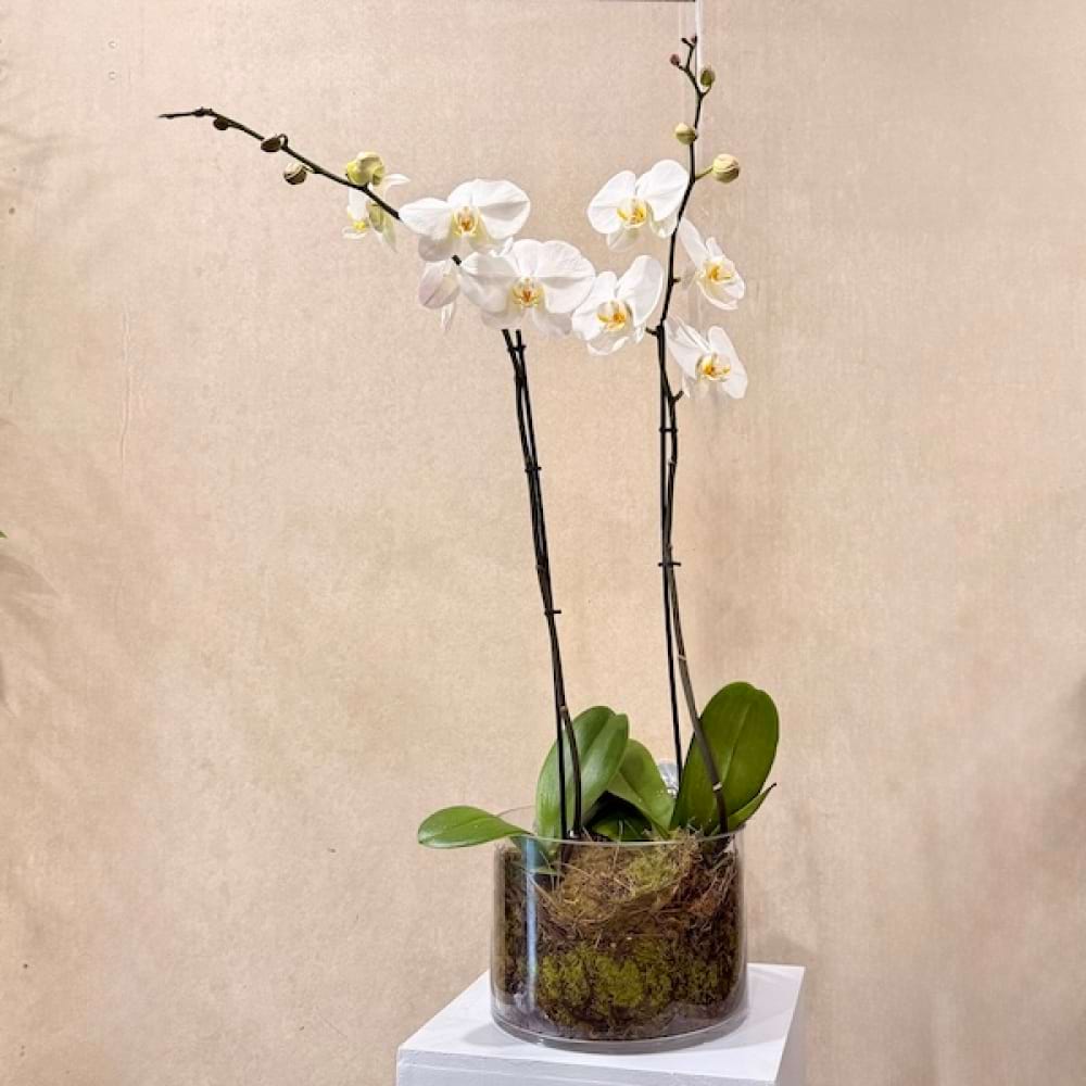 Signature Orchid Bowl 
