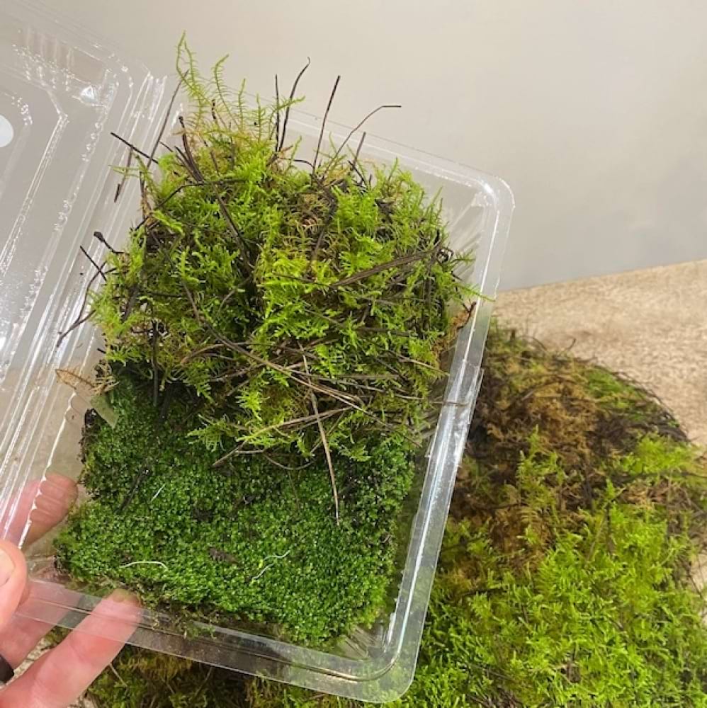 Living Moss